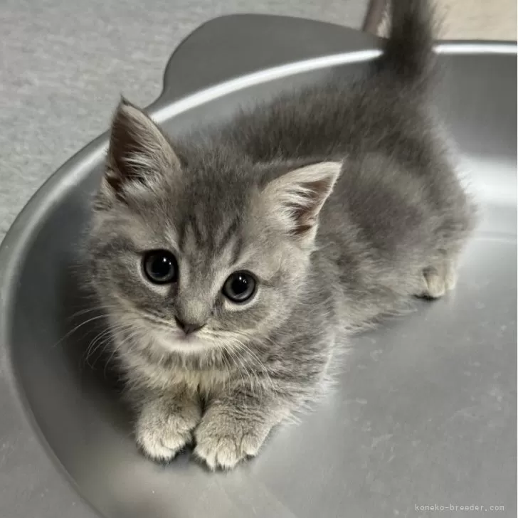 ID：2406-00510の子猫