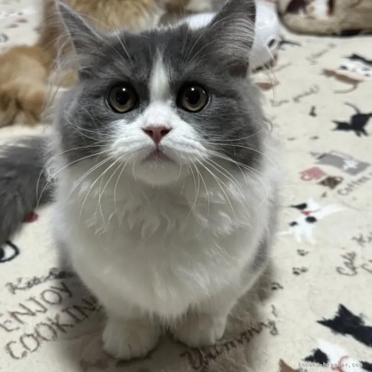 ID:2310-00459の子猫