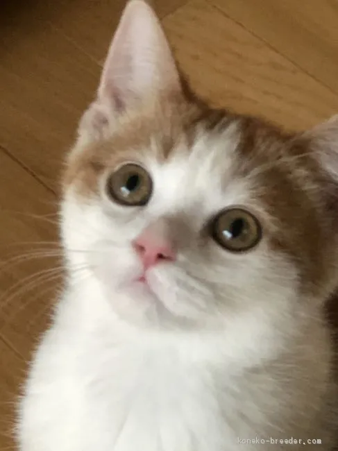 ソラシド 様のお迎えした子猫