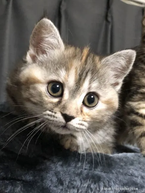 ID：1912-01419の子猫