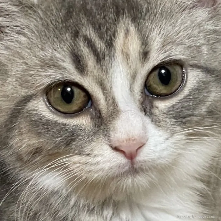ID:2305-02814の子猫