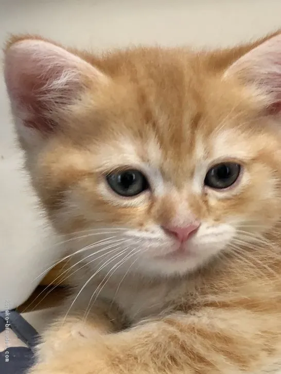 ID:2009-00351の子猫