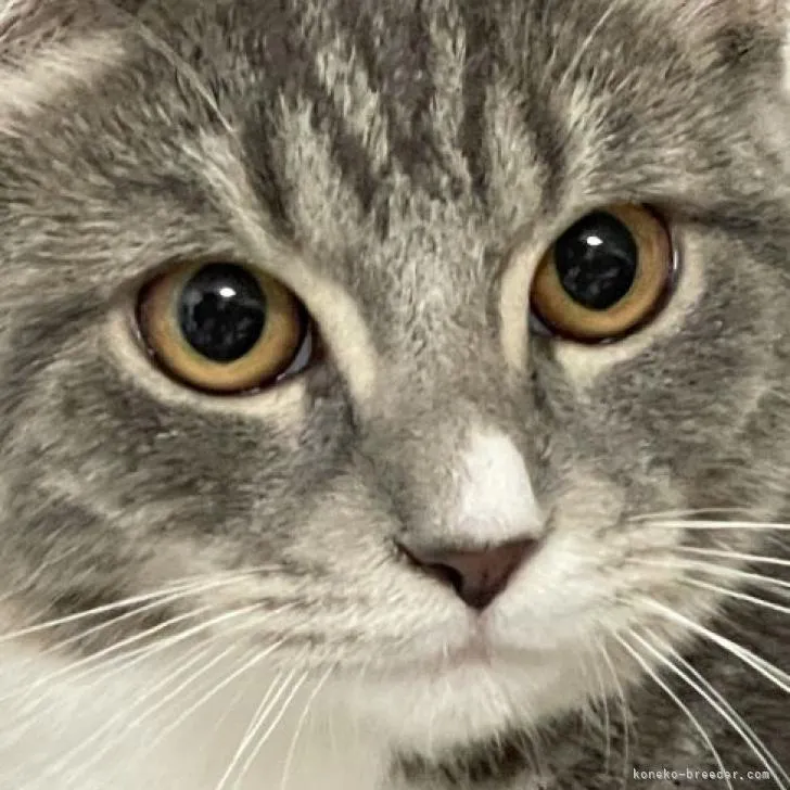ID:2206-00853の子猫