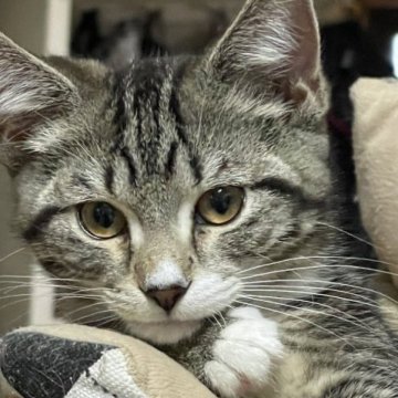 マンチカン【埼玉県・女の子・2022年11月19日・ブラウンクラシックタビー&ホワイト】の写真「極短足　お茶目な女の子💕」