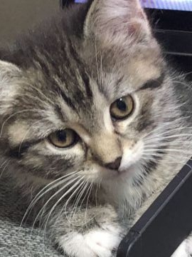 マンチカン【埼玉県・女の子・2021年12月25日・シルバータビー&ホワイト】の写真「優しいお顔、足長マンチカンの女の子💕」