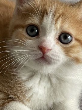 ミヌエット【埼玉県・男の子・2021年4月9日・レッド&ホワイト】の写真「人懐こい男の子💕」