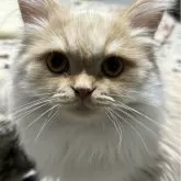 ミヌエット(長足)【埼玉県・男の子・2023年8月16日・クリーム】の写真1「甘えん坊　イケメン君💓💓」