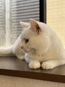 マンチカン【・男の子・2024年6月6日・ホワイト】