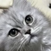 ミヌエット(長足)【埼玉県・女の子・2023年9月12日・シルバータビー】の写真3