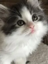 サイベリアン×ミヌエット【埼玉県・女の子・2020年3月18日・ホワイト&ブラック】の写真4