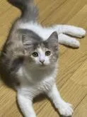 サイベリアン【埼玉県・女の子・2022年5月20日・ダイリュートキャリコ】の写真5