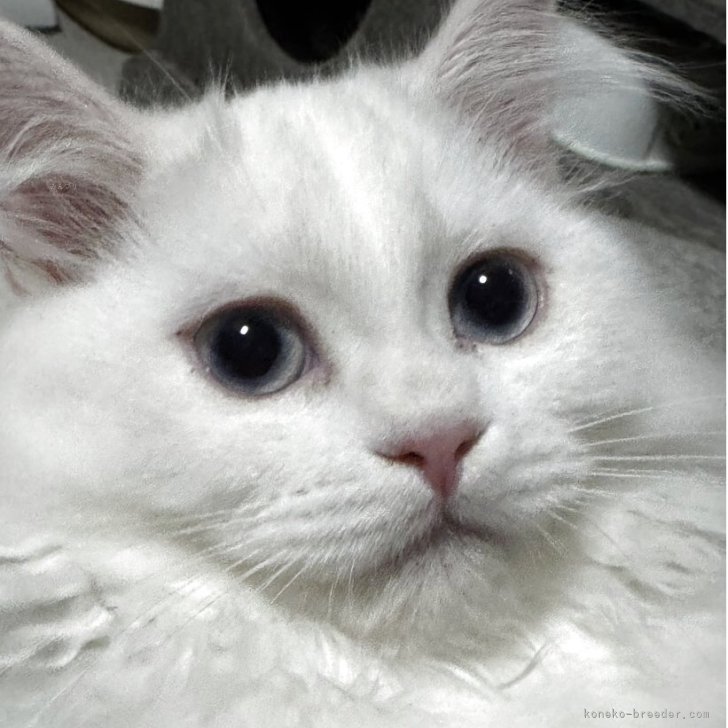 ブリーダー画像