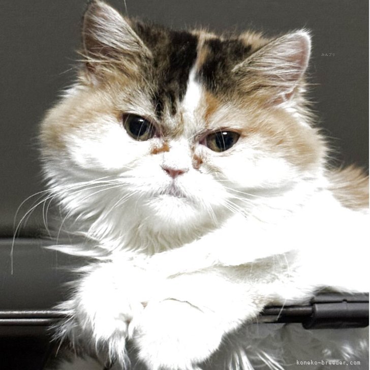 生後3ヶ月♡子猫ちゃん♡綺麗なオメメの美人さん♡アートドール