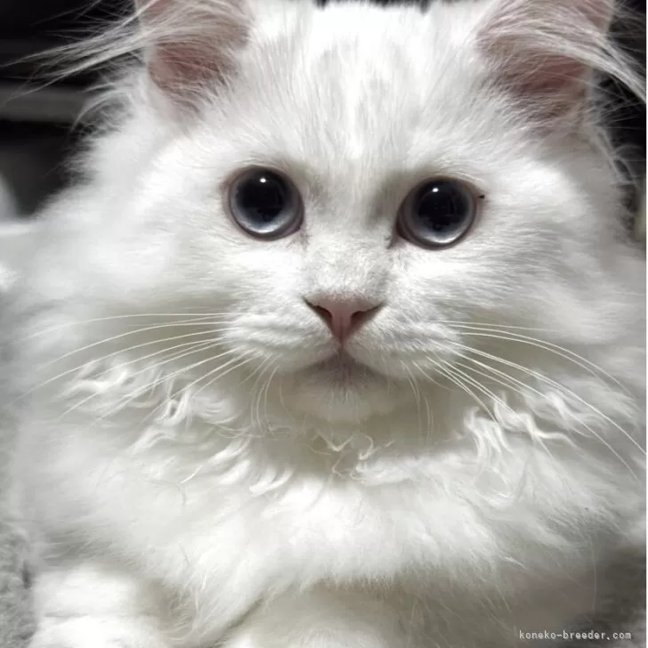 ミヌエット(短足)【埼玉県・男の子・2025年6月7日・ホワイト】の写真1「ブルー🩵🩵🩵」