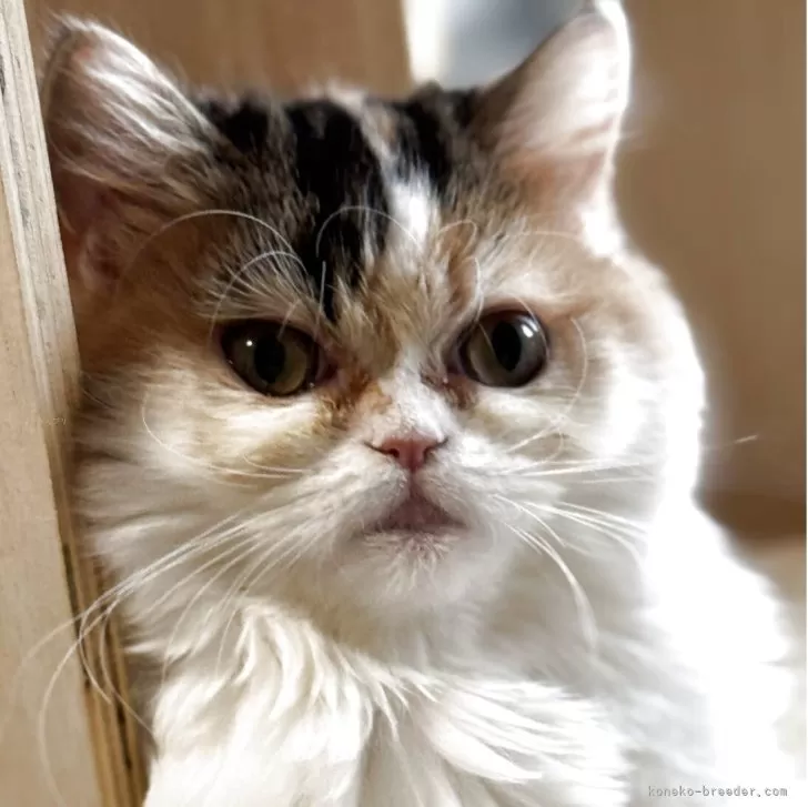 ミヌエット(長足)【埼玉県・女の子・2025年3月10日・ブラウンパッチドタビー&amp;ホワイト】の写真1