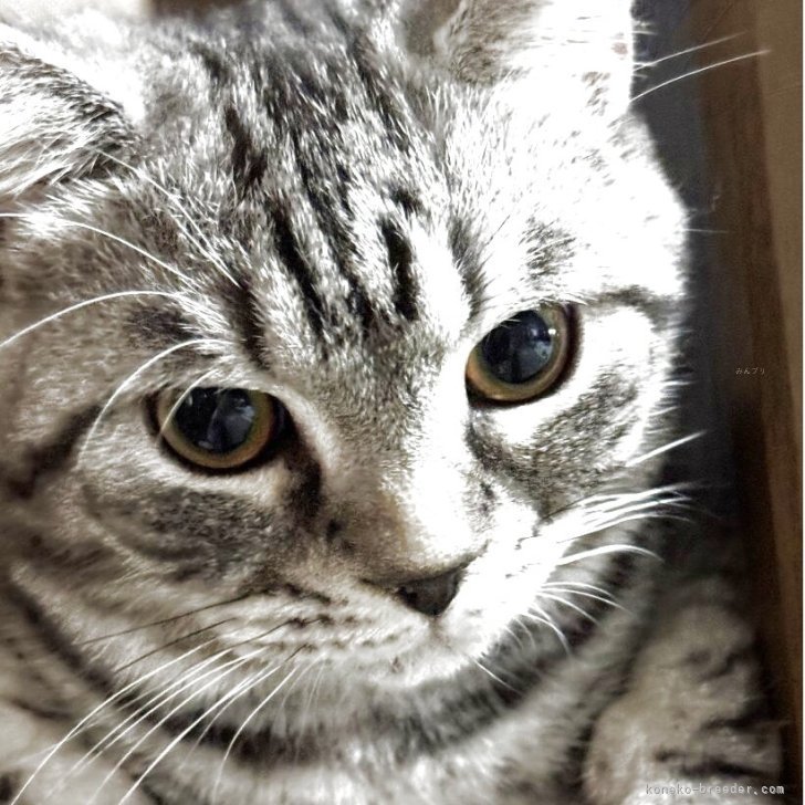 ブリーダー画像