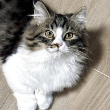 サイベリアン×ミヌエット(短足)【埼玉県・男の子・2025年8月4日・ブラウンタビー&ホワイト】の写真「おっとり短足君😊✨」