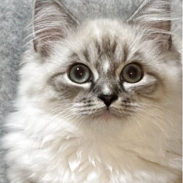 サイベリアン×ミヌエット(短足)【埼玉県・女の子・2025年8月4日・ブルーリンクスポイント&ホワイト】の写真「ポイント短足君✨」