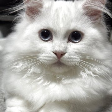 ミヌエット(短足)【埼玉県・男の子・2025年6月7日・ホワイト】の写真「穏やかな短足君 ブルーアイ💙」