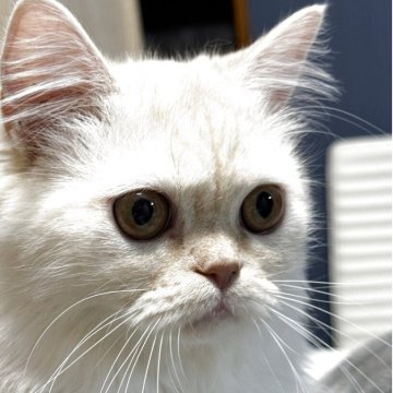 ミヌエット(長足)【埼玉県・男の子・2025年4月4日・カメオタビー】の写真「綺麗なカラー　甘えん坊のおしゃべり君🥰🥰🥰」