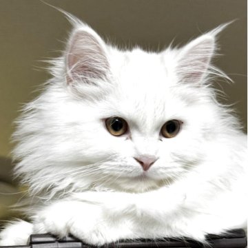 ミヌエット(長足)【埼玉県・女の子・2025年6月7日・ホワイト】の写真「綺麗✨」