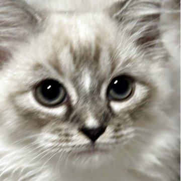 サイベリアン×ミヌエット(短足)【埼玉県・女の子・2025年8月4日・ブルーリンクスポイント&ホワイト】の写真「ポイント短足君✨」