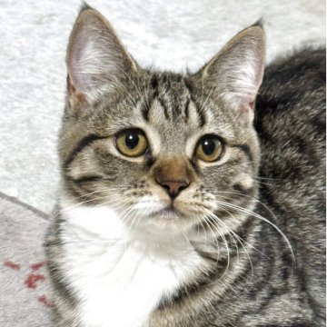 ミヌエット(短足)【埼玉県・女の子・2025年6月7日・ブラウンタビー&ホワイト】の写真「小柄で可愛い💕白ミトン、靴下🧦」