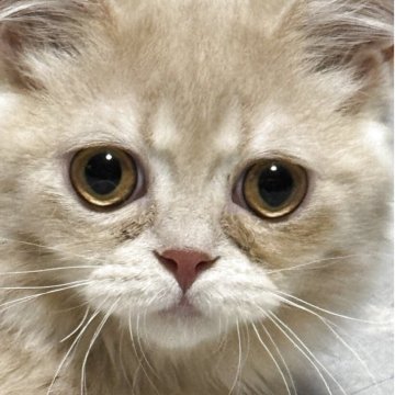 ミヌエット(短足)【埼玉県・男の子・2025年4月4日・クリームタビー】の写真「推し✨ずっと飽きず見ていたい、ぶちゃかわちぃ💕」