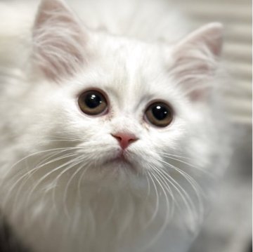 ミヌエット(短足)【埼玉県・女の子・2025年9月13日・ホワイト】の写真「真っ白、チャーミングな女の子✨」