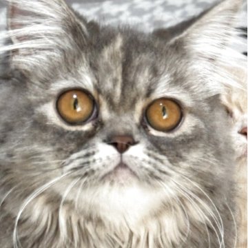 ミヌエット(長足)【埼玉県・女の子・2025年4月4日・ブルータビー】の写真「大きいお目目が可愛い🥰垂れ目💕💕」