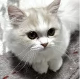 ミヌエット(短足)【埼玉県・男の子・2025年7月11日・クリームタビー&ホワイト】の写真2