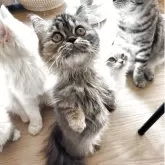 ミヌエット(短足)【埼玉県・女の子・2025年7月11日・ブラウンパッチドタビー】の写真2