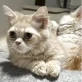 ミヌエット(短足)【埼玉県・男の子・2025年4月4日・クリームタビー】の写真3