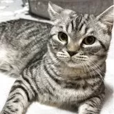 ミヌエット(長足)【埼玉県・男の子・2025年3月3日・シルバータビー】の写真8