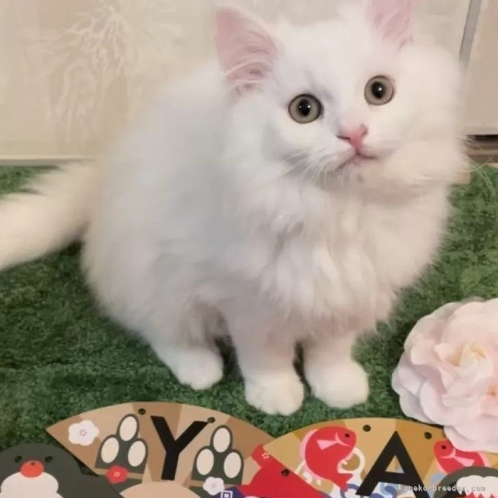 ID:2311-00083の子猫