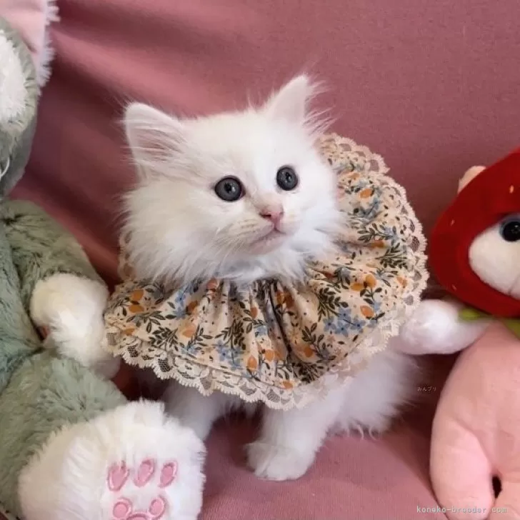 ID:2403-01828の子猫