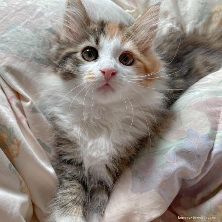 ぐっすり 様のお迎えした子猫