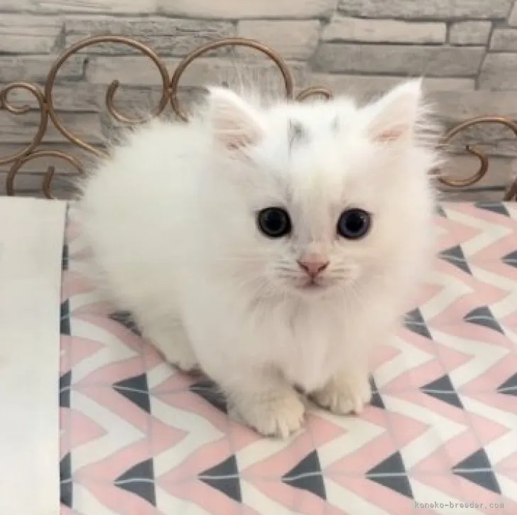 ID:2304-00178の子猫