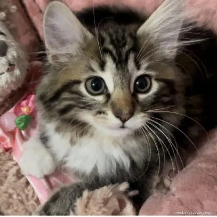 ID：2208-03066の子猫