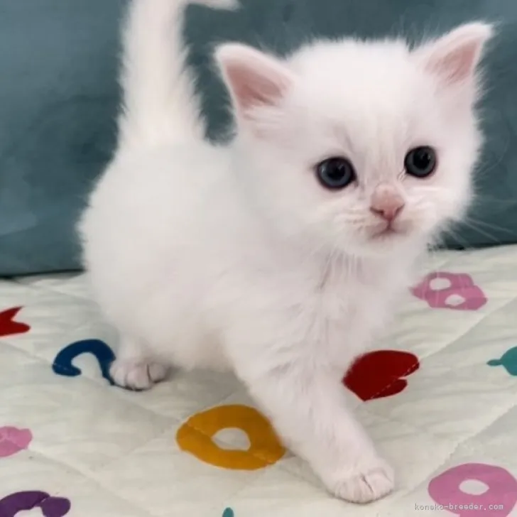 ID：2304-00176の子猫