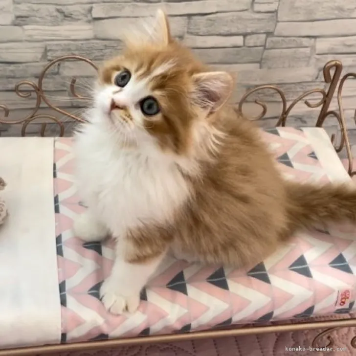 ID：2304-00177の子猫