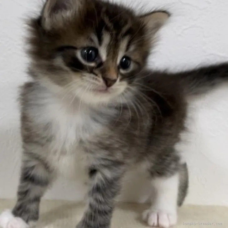 ID:2307-01747の子猫