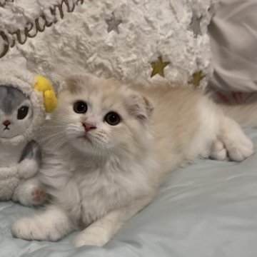 マンチカン【千葉県・男の子・2024年4月3日・クリーム&ホワイト】の写真「めちゃくちゃ甘えん坊な男の子💕」