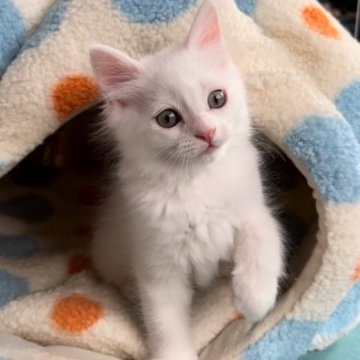 マンチカン(長足)【千葉県・男の子・2023年9月23日・ホワイト】の写真「人懐っこい男の子💕」