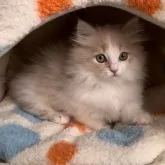 マンチカン(短足)【千葉県・女の子・2023年9月23日・クリームタビー&ホワイト】の写真1「ふわふわの毛並み」