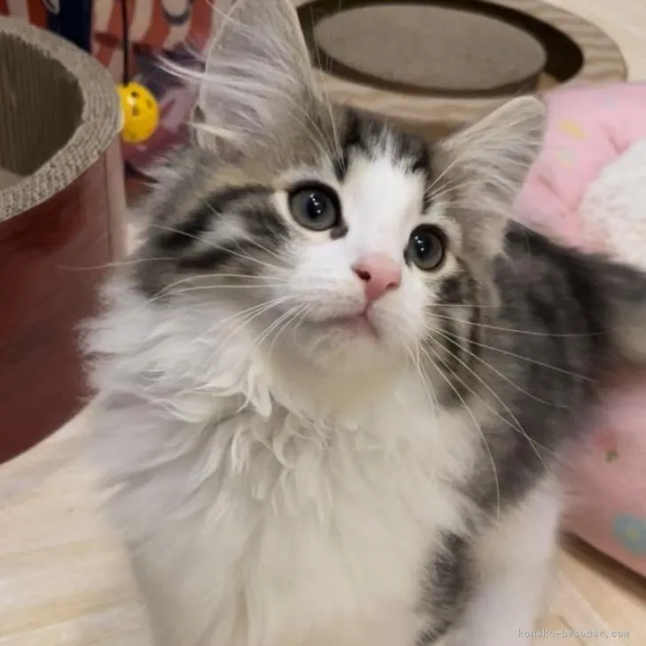 ID：2208-03164の子猫