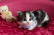 ミヌエット(短足)【千葉県・男の子・2024年10月13日・ブラウンタビー&ホワイト】の写真2「甘えん坊です！」