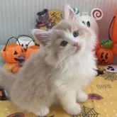 ノルウェージャンフォレストキャット【千葉県・男の子・2022年8月7日・クリームタビー&ホワイト】の写真2「お顔がとっても良い！」