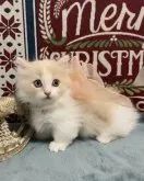 マンチカン(短足)【千葉県・女の子・2023年9月23日・クリームタビー&ホワイト】の写真3「甘えん坊さんでかわいいです♪」