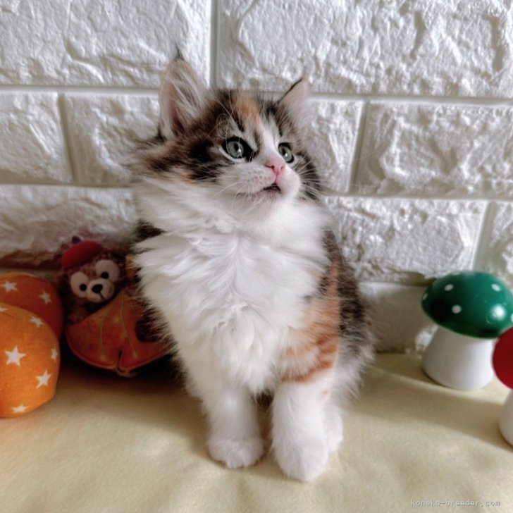 ブリーダー画像